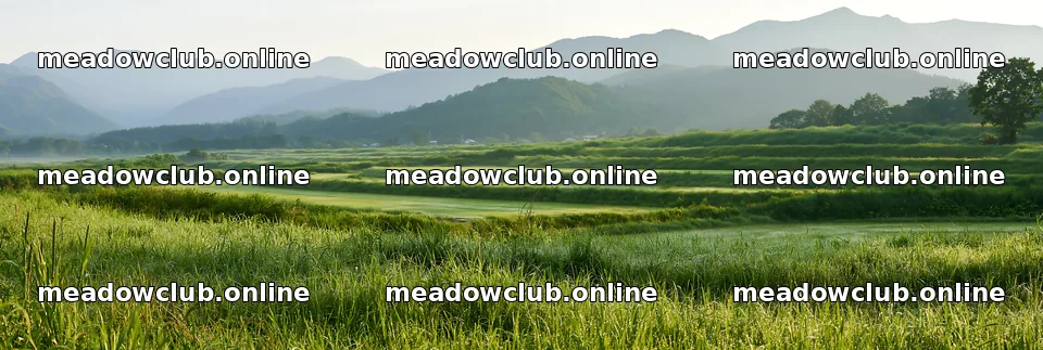 Niigata floodplain restoration meadow dew foreground – meadow photos 13690x4602
