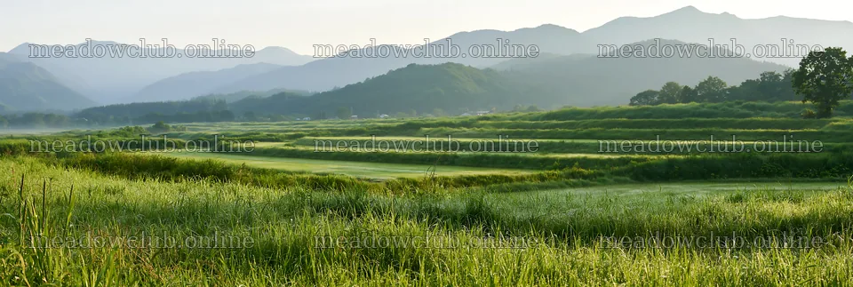 Niigata floodplain restoration meadow dew foreground – meadow photos 13690x4602