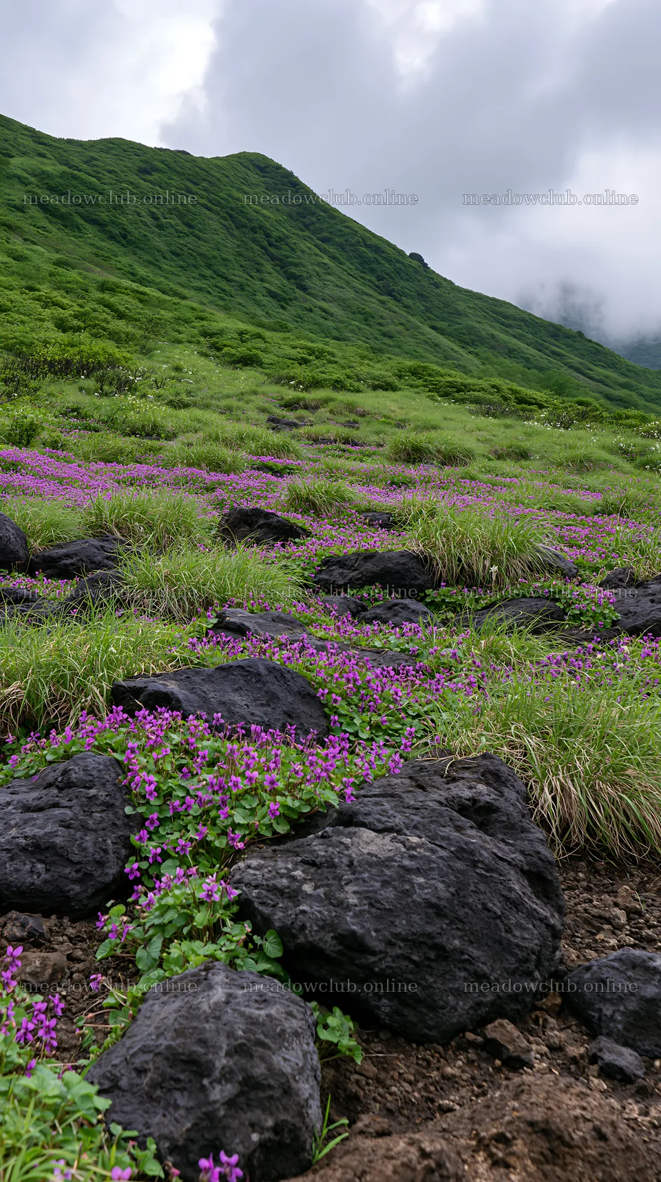 Yamanashi regenerative meadow with basalt stones filled with flowers – meadow photos 5938x10608