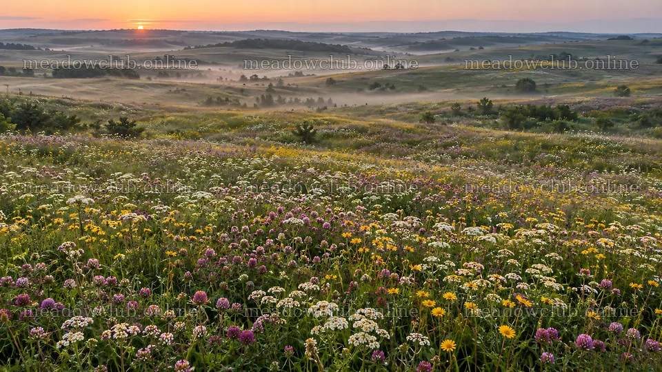 Wildflower Meadow in Morning Mist at Sunrise – meadow photos 10324x5812