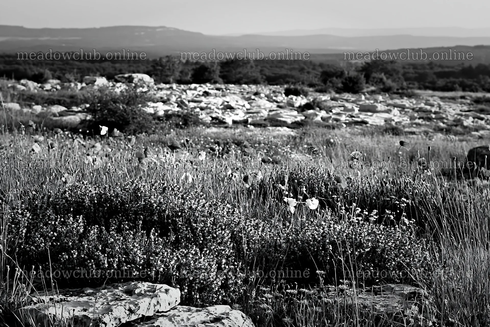 Rainwashed meadow with flowers and stones in natural setting – meadow photos 9722x6480