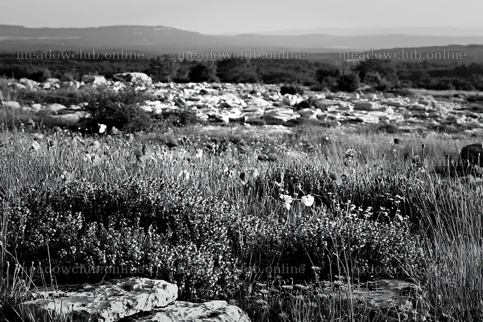 Rainwashed meadow with flowers and stones in natural setting – meadow photos 9722x6480