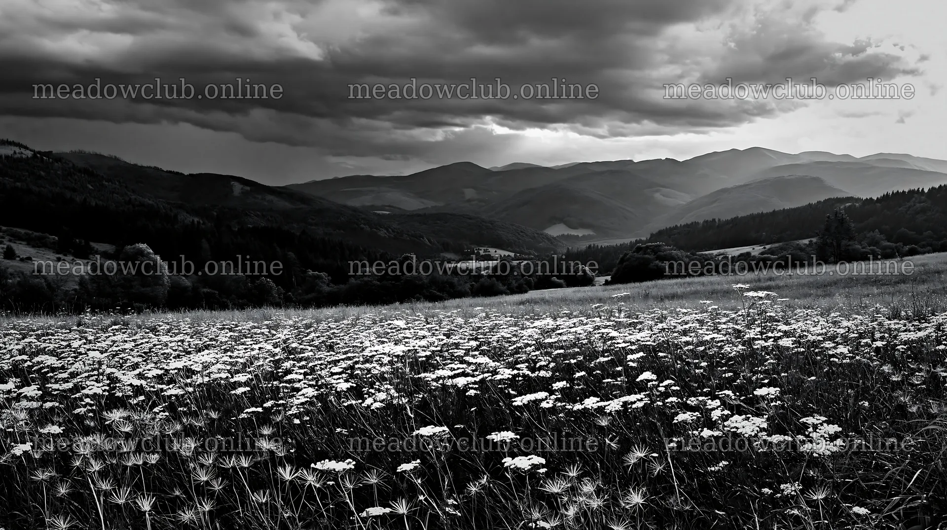 Slovak meadow with flowers across Carpathian valley – meadow photos 10608x5938