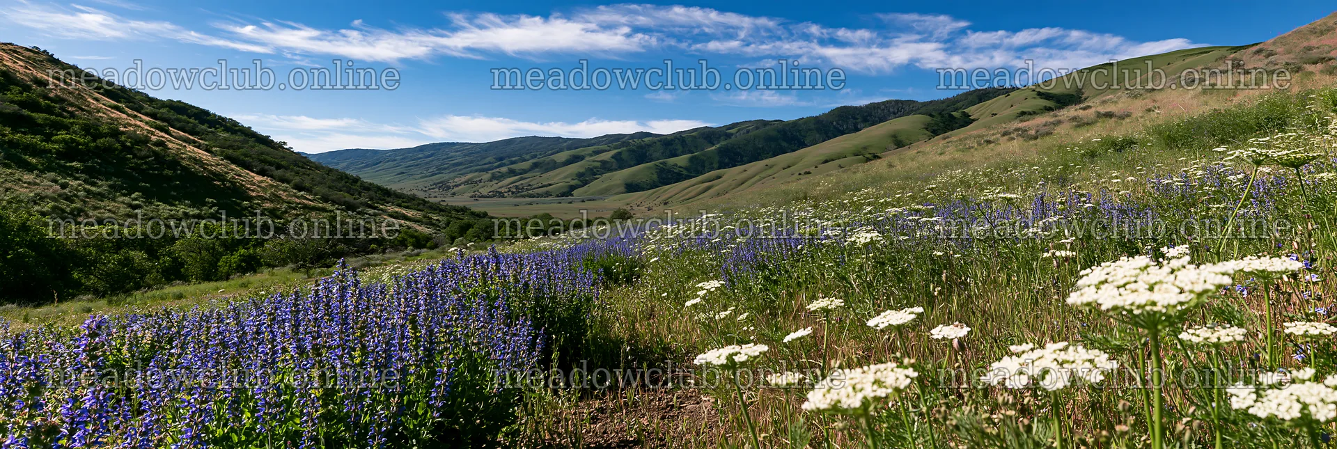 Sunny herb meadow under blue sky with distant hills – meadow photos 13690x4602