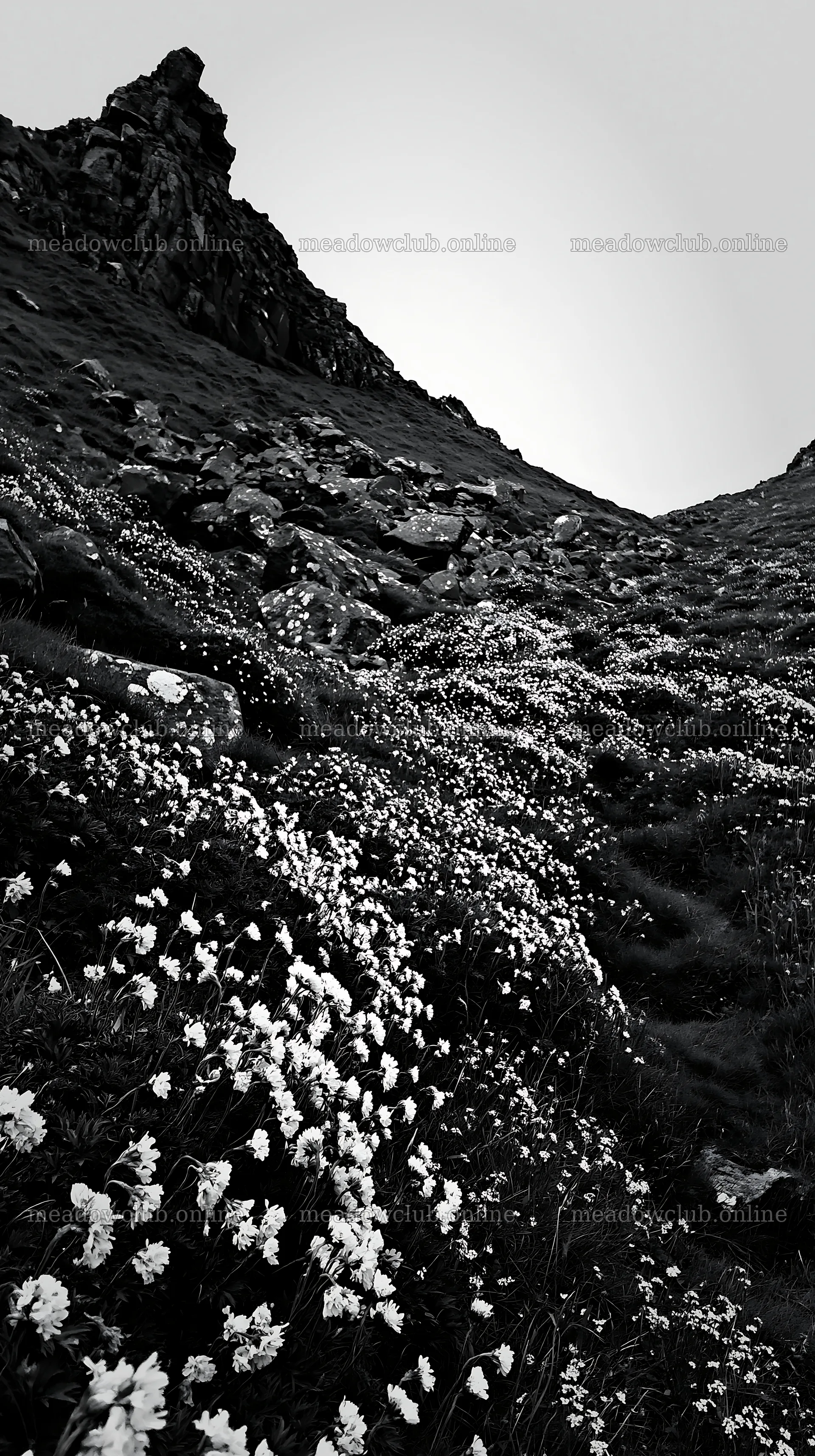 Coastal meadow with white flowers and rocky landscape – meadow photos 5938x10608