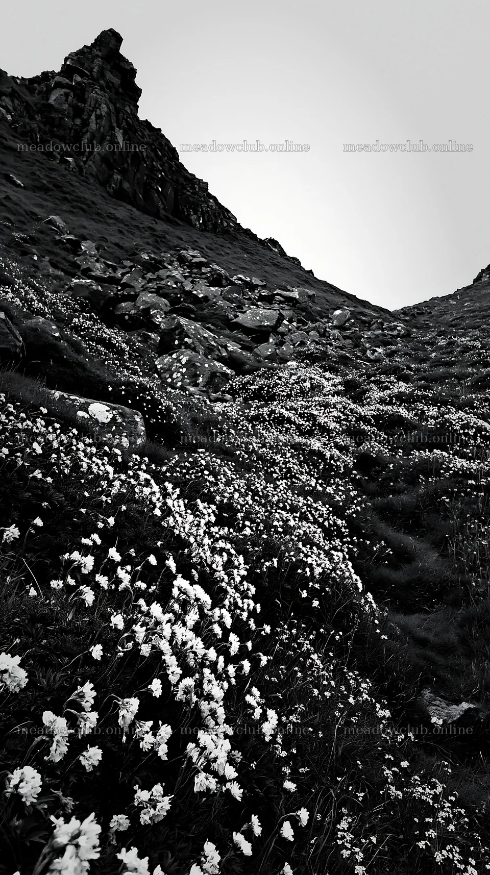 Coastal meadow with white flowers and rocky landscape – meadow photos 5938x10608