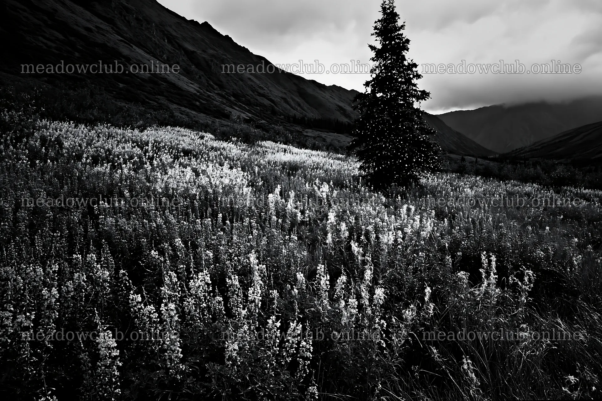 Christmas tree in mountain valley meadow with flowers – meadow photos 9722x6480