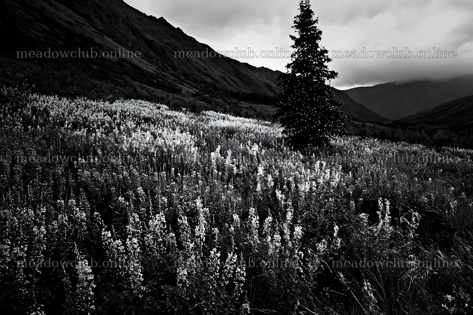 Christmas tree in mountain valley meadow with flowers – meadow photos 9722x6480