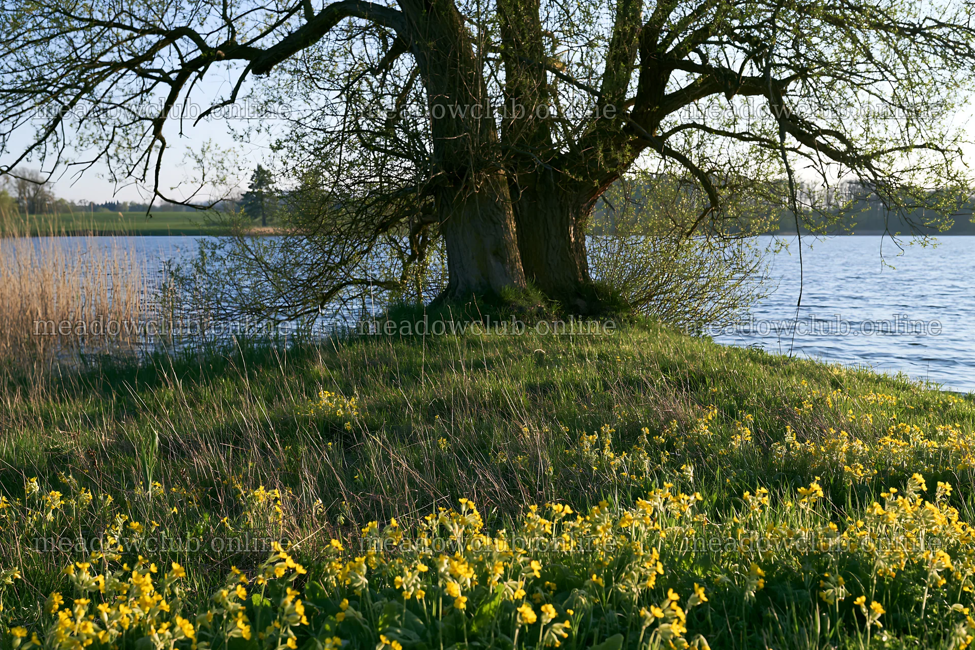 Lakeside meadow with yellow flowers and a tree in Germany – meadow photos 9722x6480