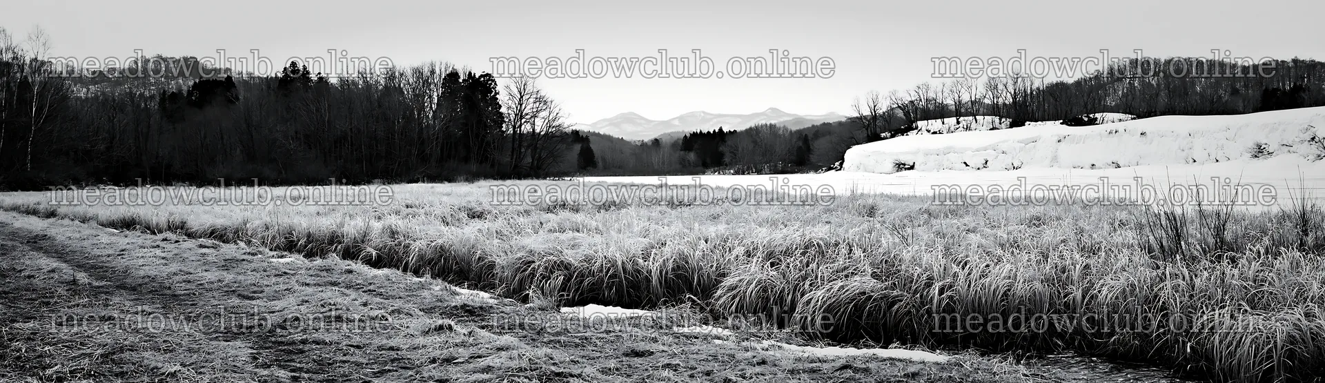 Akita snowmelt meadow with silver grasses in black and white – meadow photos 14762x4268