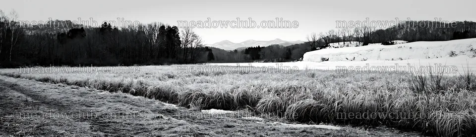 Akita snowmelt meadow with silver grasses in black and white – meadow photos 14762x4268