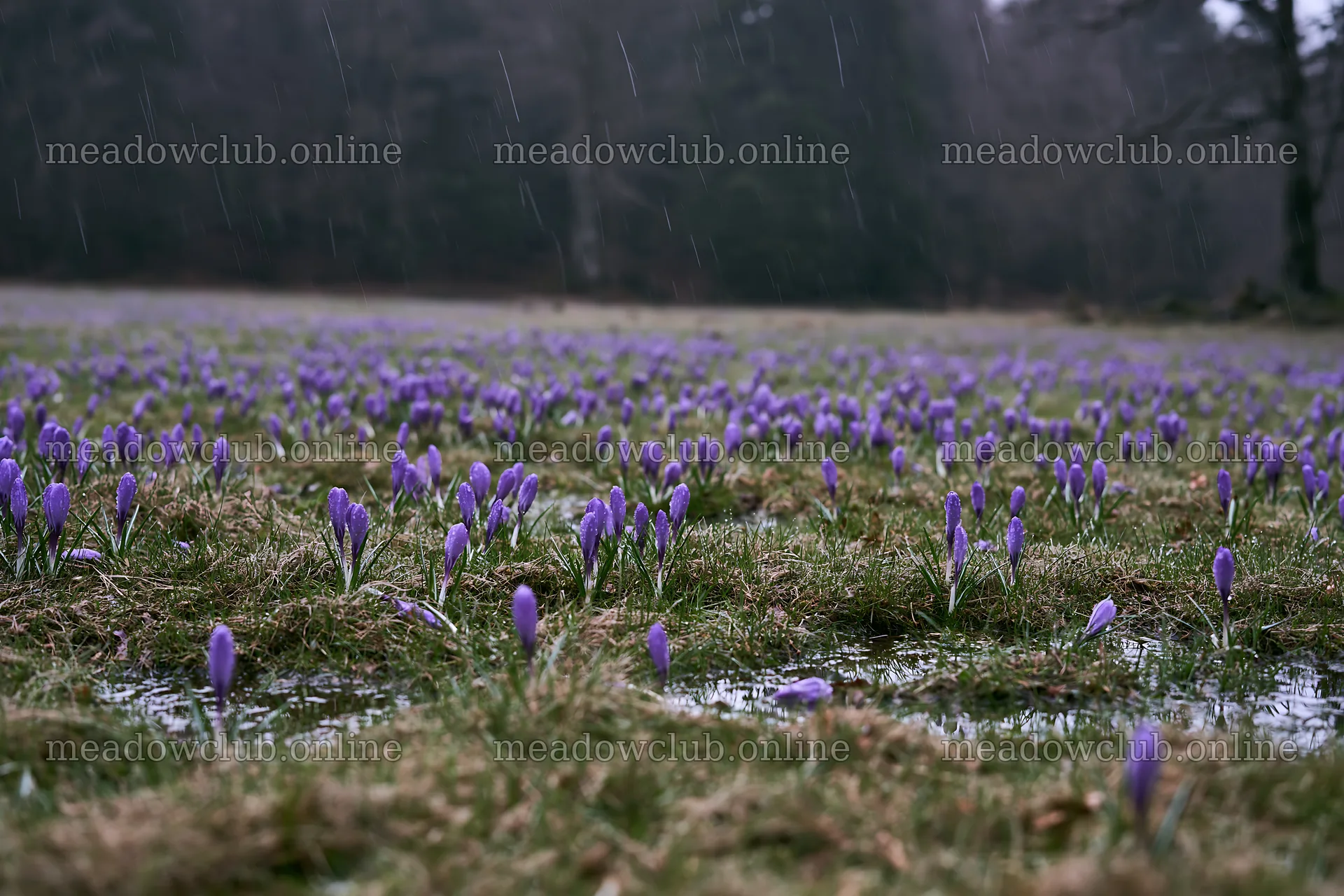 Meadow with crocuses in the rain – meadow photos 9722x6480
