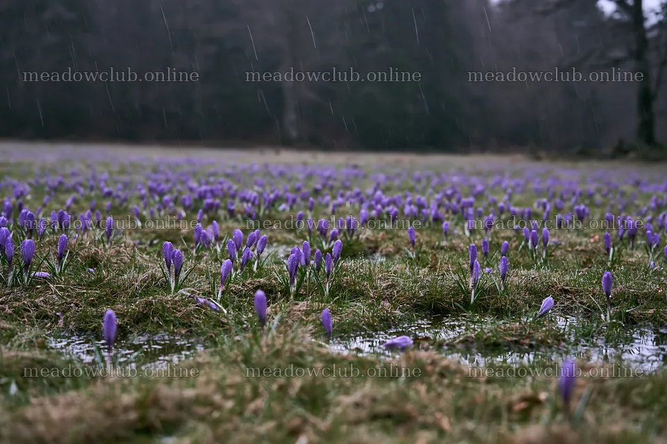 Meadow with crocuses in the rain – meadow photos 9722x6480