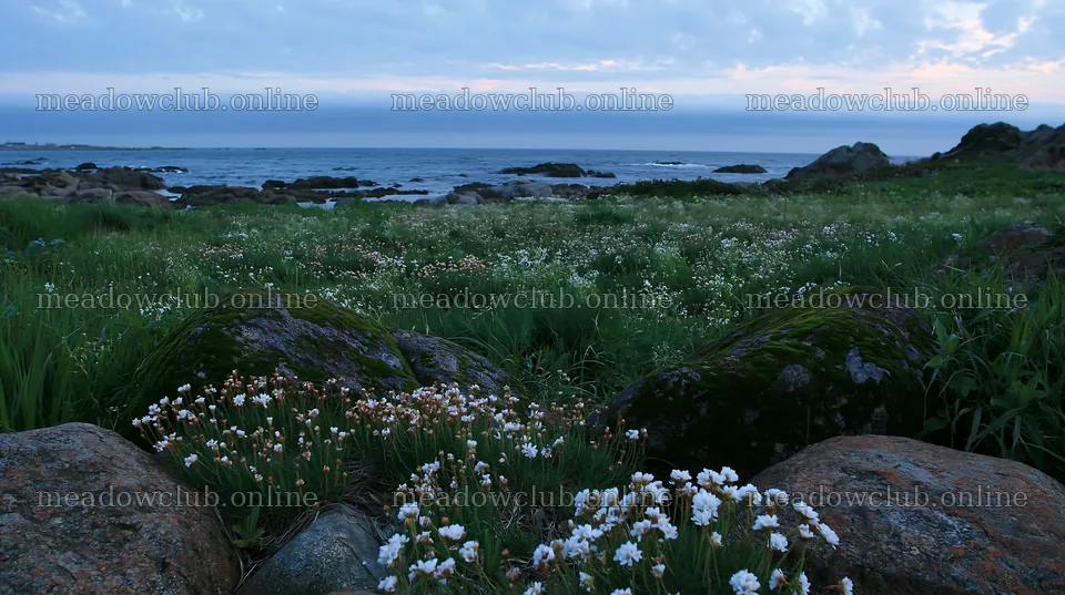 Miyagi spring recovery meadow mossy stone by the ocean – meadow photos 10608x5938