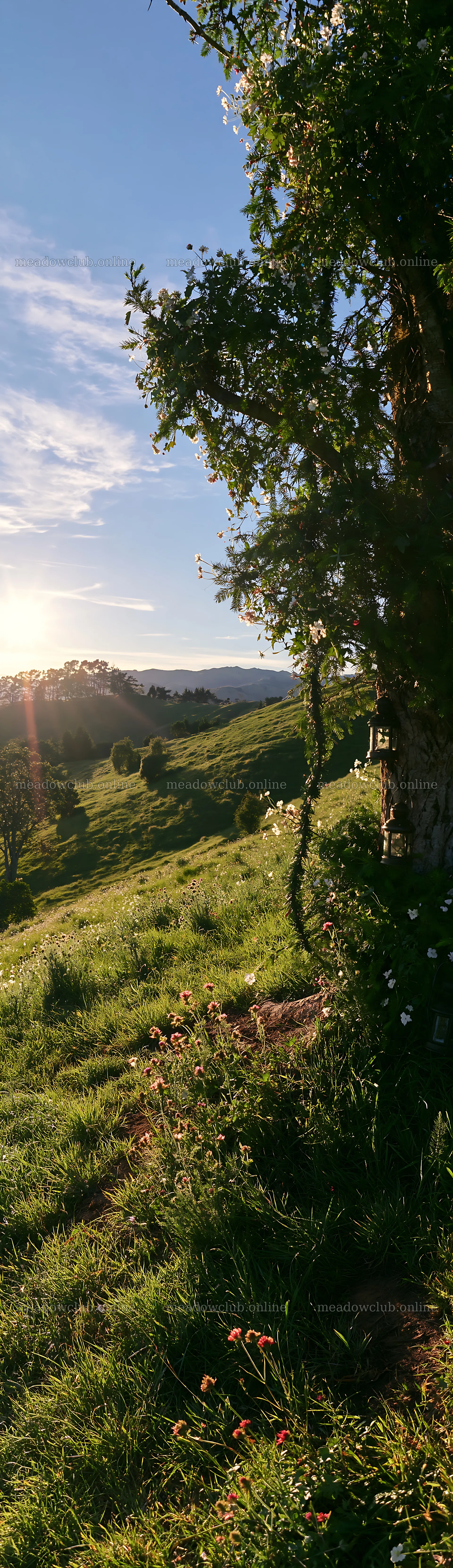 Christmas tree in a meadow with afternoon rays of sunlight – meadow photos 4268x14762