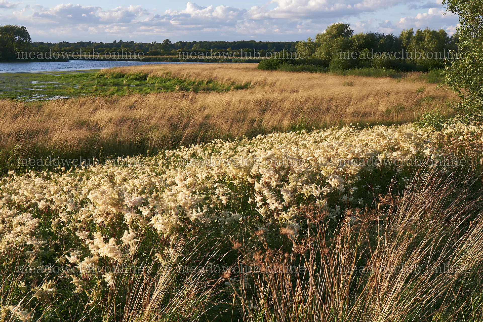 Sunlit lakeside meadow with wildflowers and tall grass – meadow photos 9722x6480