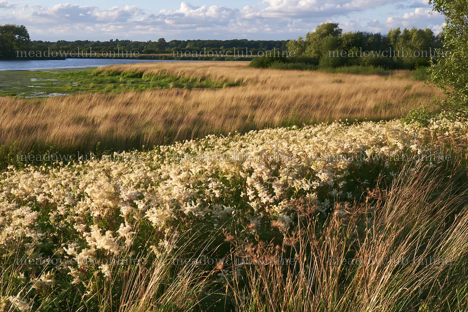 Sunlit lakeside meadow with wildflowers and tall grass – meadow photos 9722x6480