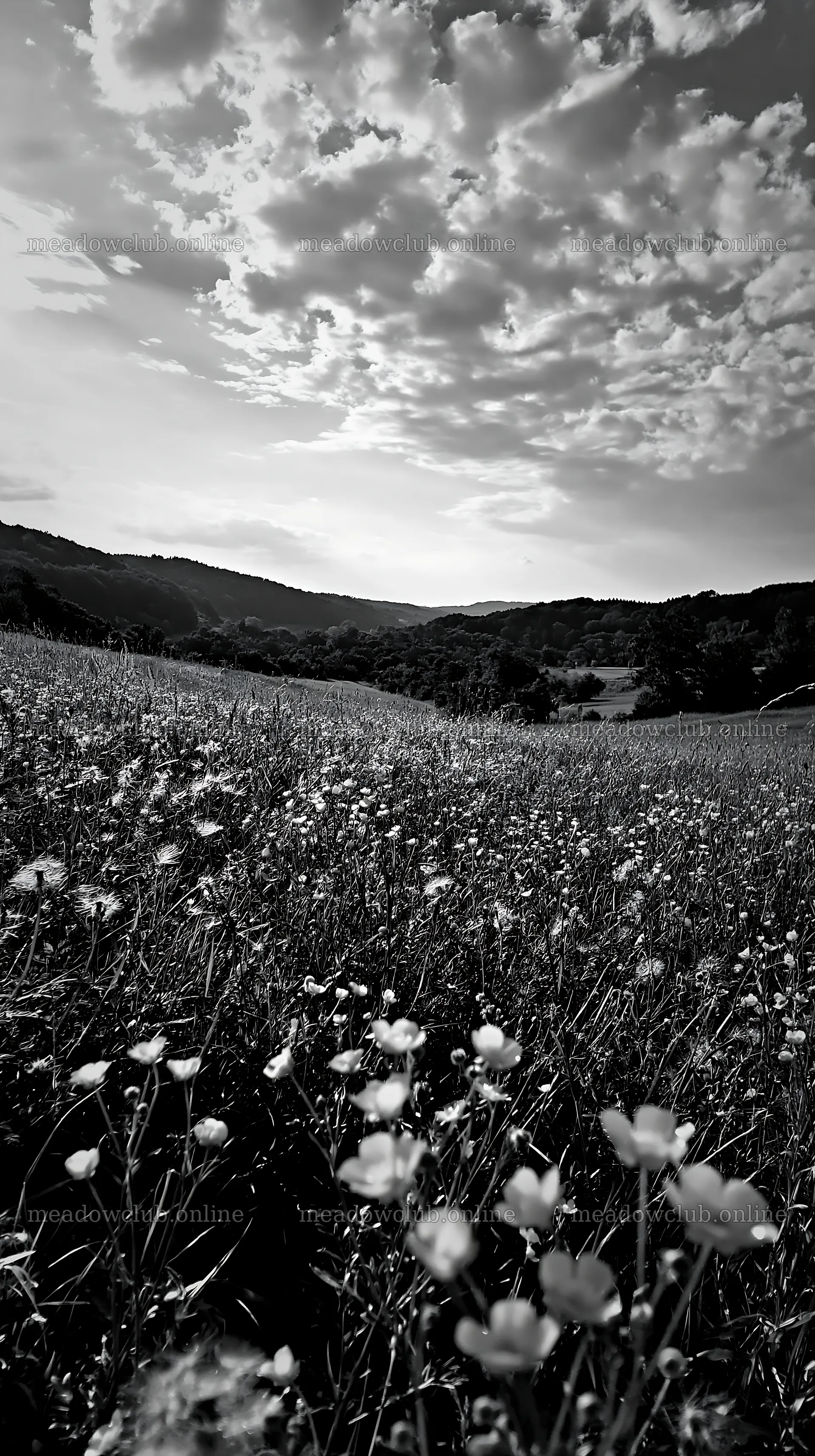 Meadow with flowers under cloudy sky in German foothills – meadow photos 5938x10608