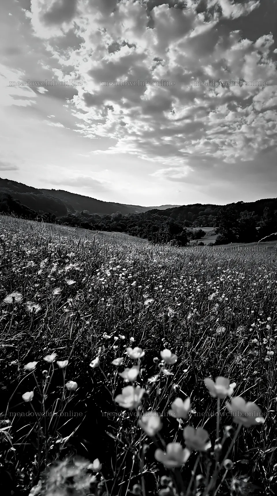 Meadow with flowers under cloudy sky in German foothills – meadow photos 5938x10608