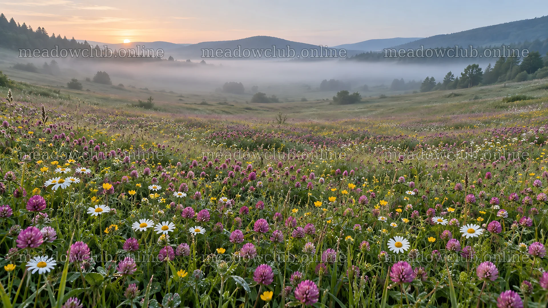Wildflower Meadow at a Misty Mountain Sunrise – meadow photos 10324x5812