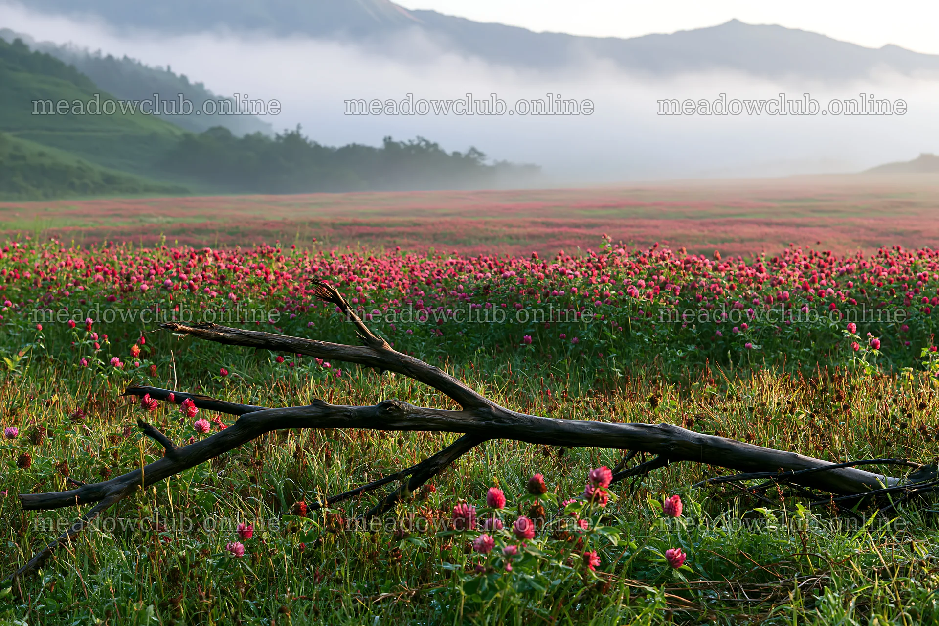 Yamagata rewilded meadow with fallen branch in foreground – meadow photos 9722x6480