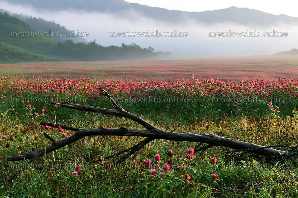 Yamagata rewilded meadow with fallen branch in foreground – meadow photos 9722x6480