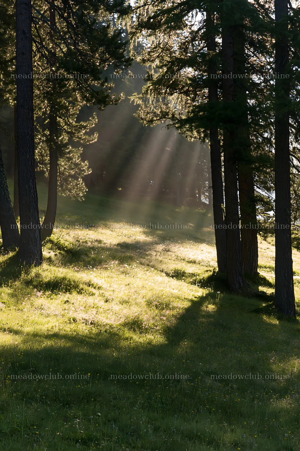 Sunbeams shining through trees on Alpe di Siusi meadow – meadow photos 6480x9722