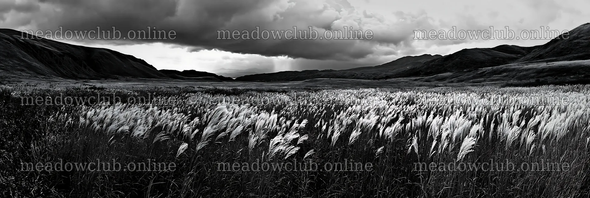 Climate-resilient Hokkaido silver grass meadow in black and white – meadow photos 13690x4602
