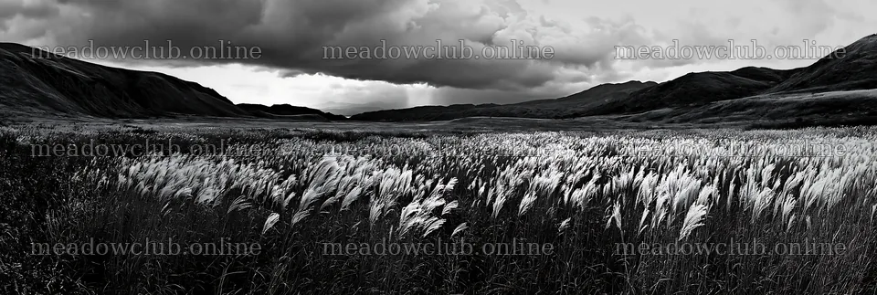 Climate-resilient Hokkaido silver grass meadow in black and white – meadow photos 13690x4602