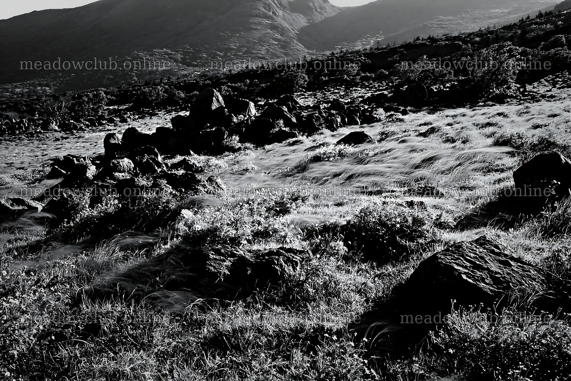 Yamanashi regenerative meadow with basalt stones in sunlight – meadow photos 9722x6480