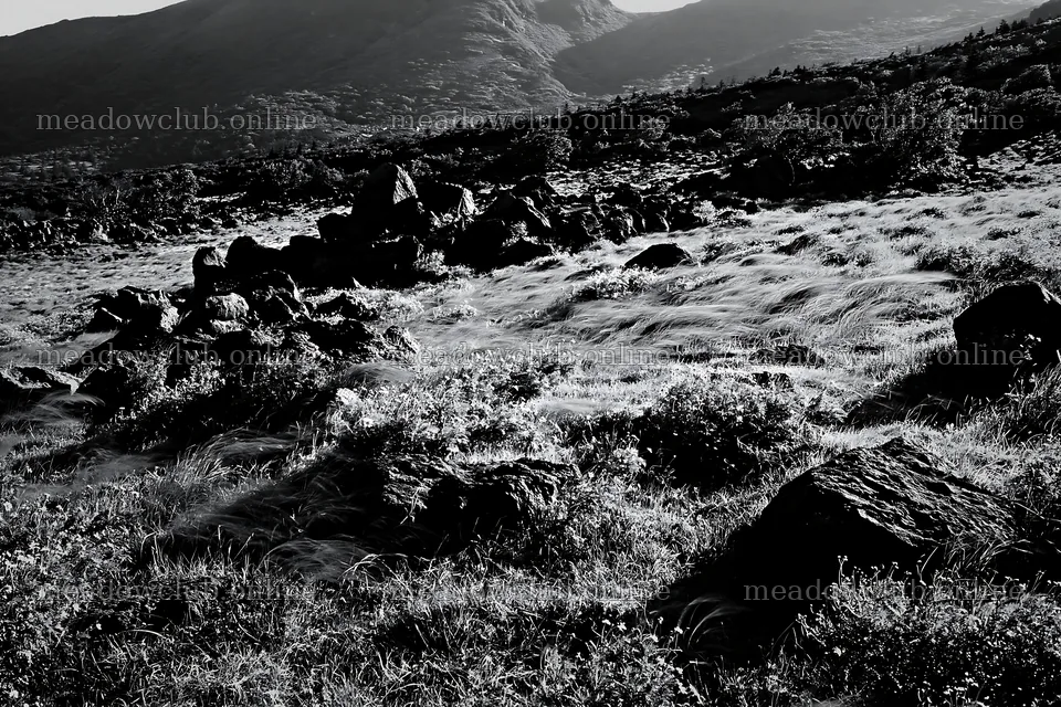 Yamanashi regenerative meadow with basalt stones in sunlight – meadow photos 9722x6480