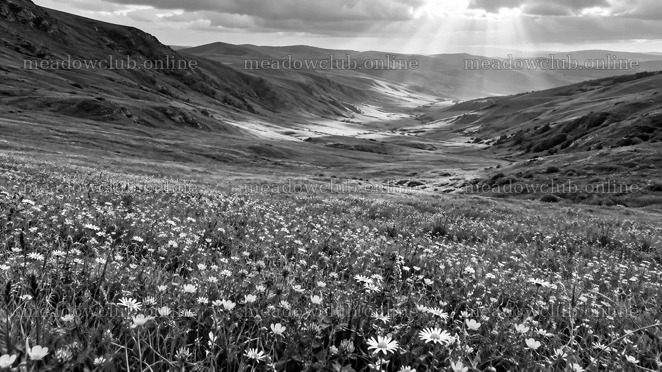 Monochrome Hillside Meadow Under Sunbeams – meadow photos 10324x5812