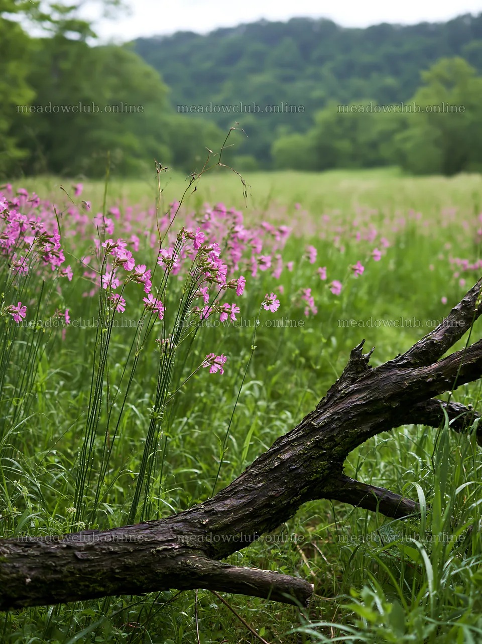 Yamagata rewilded meadow with fallen branch in the foreground – meadow photos 6866x9174