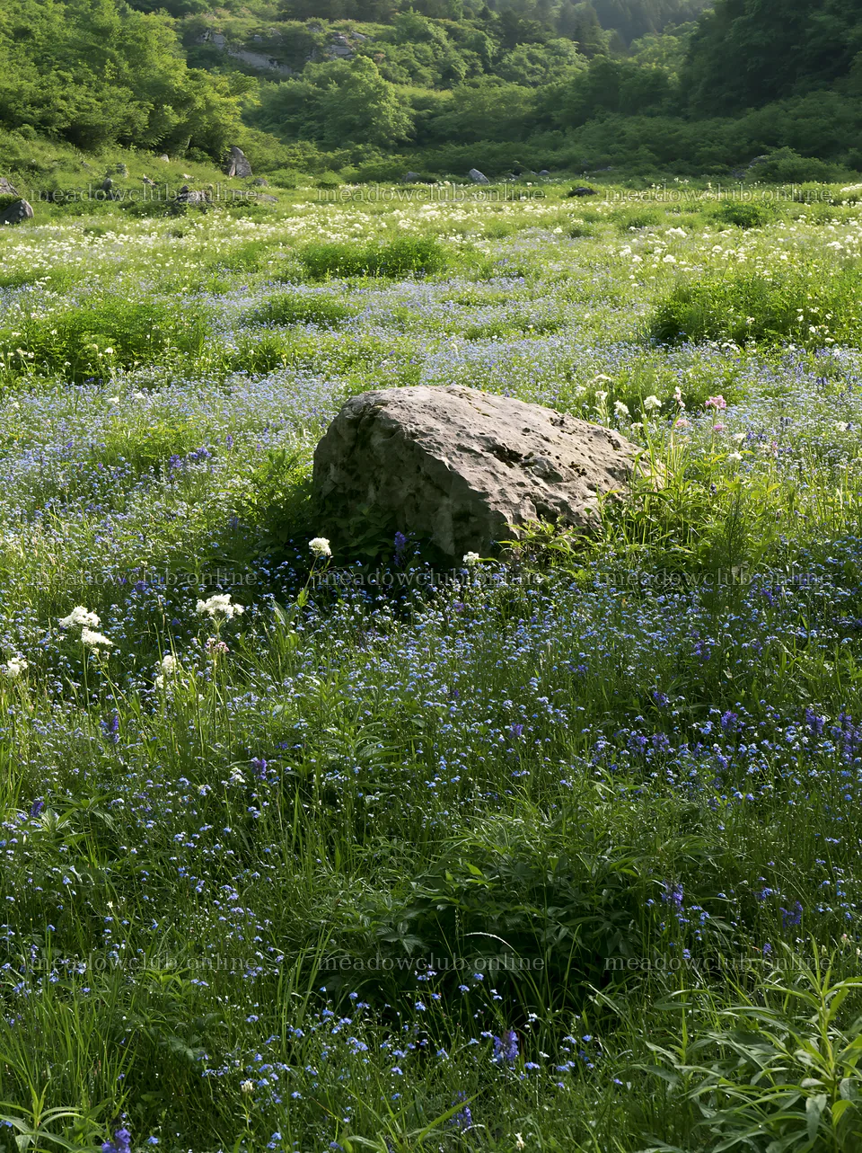Yamaguchi limestone meadow with pale boulder and wildflowers – meadow photos 6866x9174