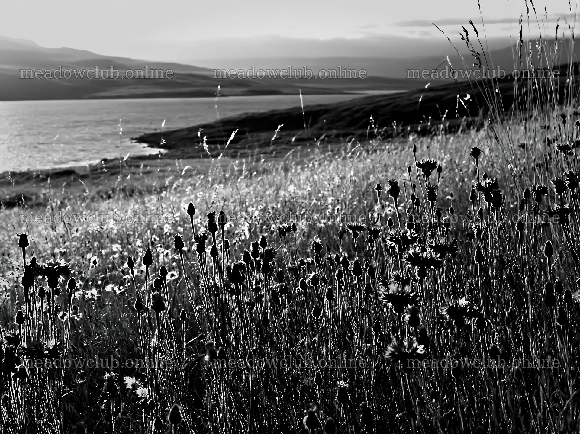 Sunlit lakeside meadow with wildflowers in black and white – meadow photos 9174x6866