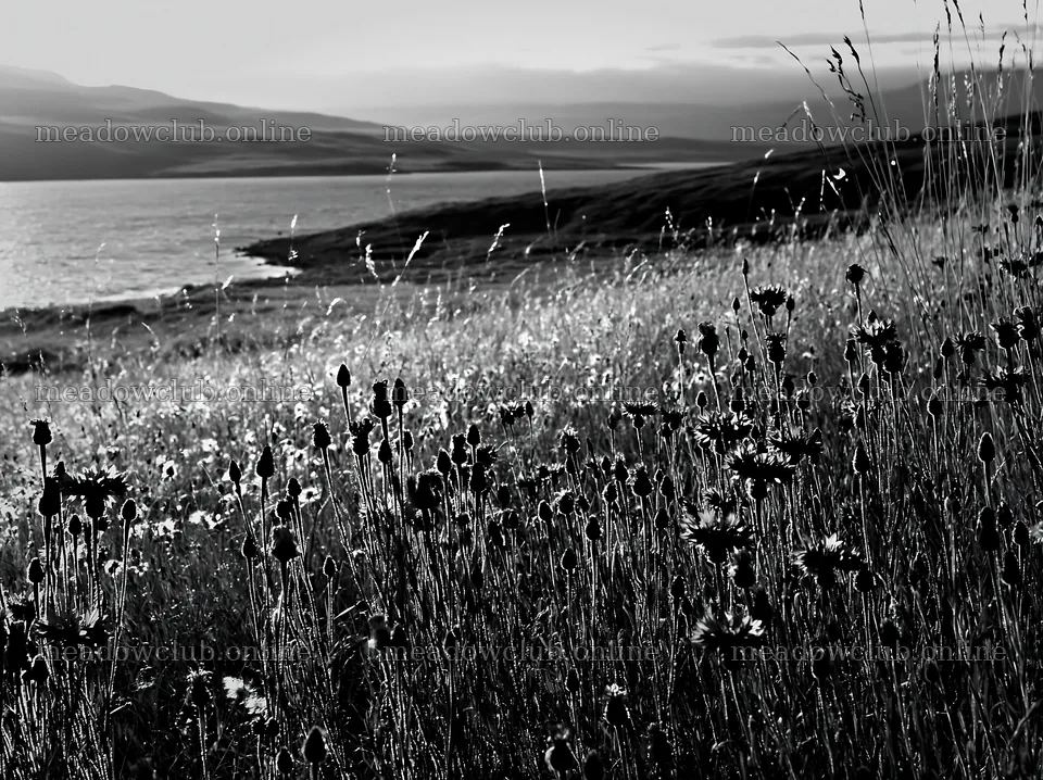 Sunlit lakeside meadow with wildflowers in black and white – meadow photos 9174x6866