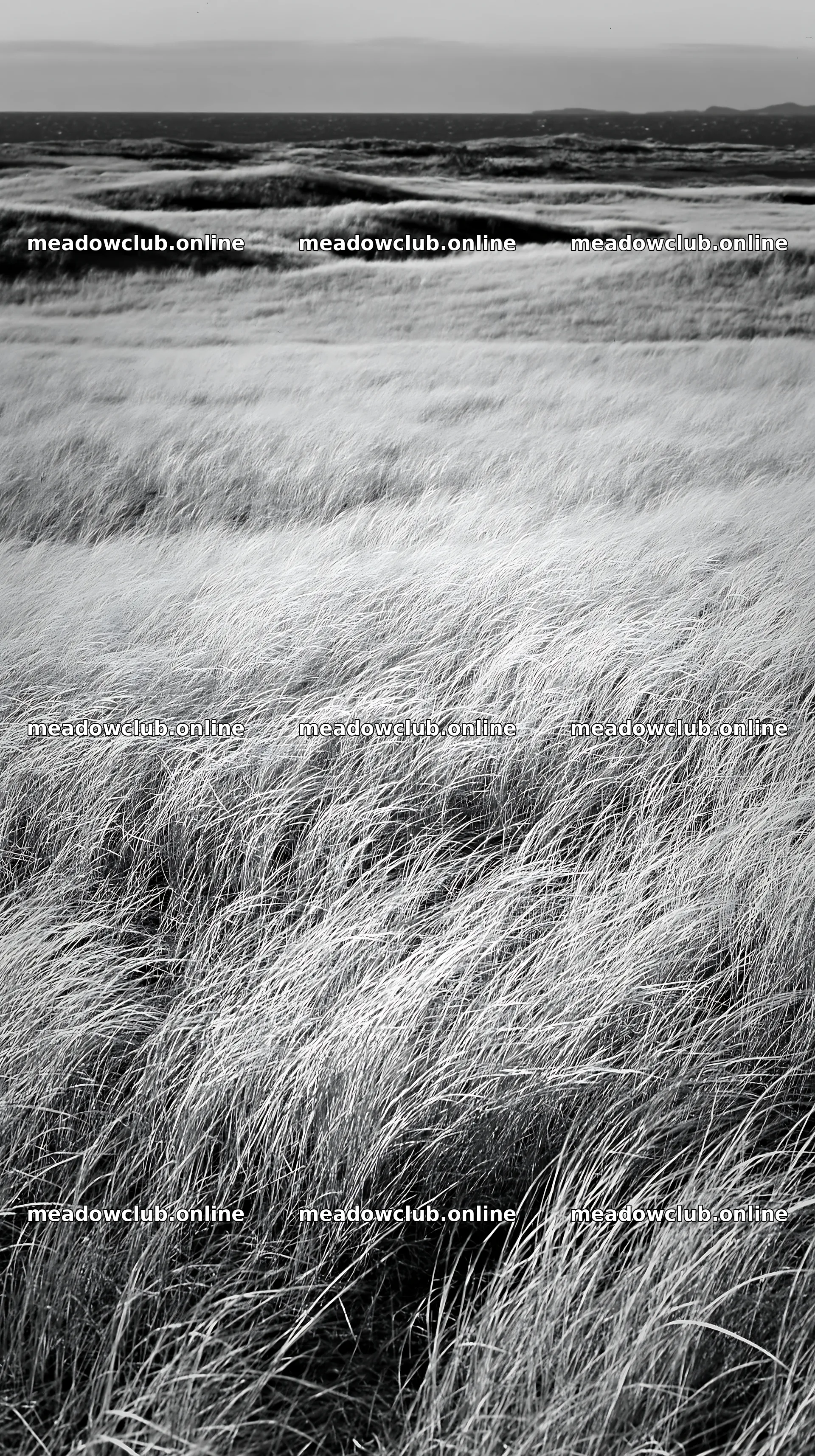 Tottori windy meadow with dune grasses – meadow photos 5938x10608