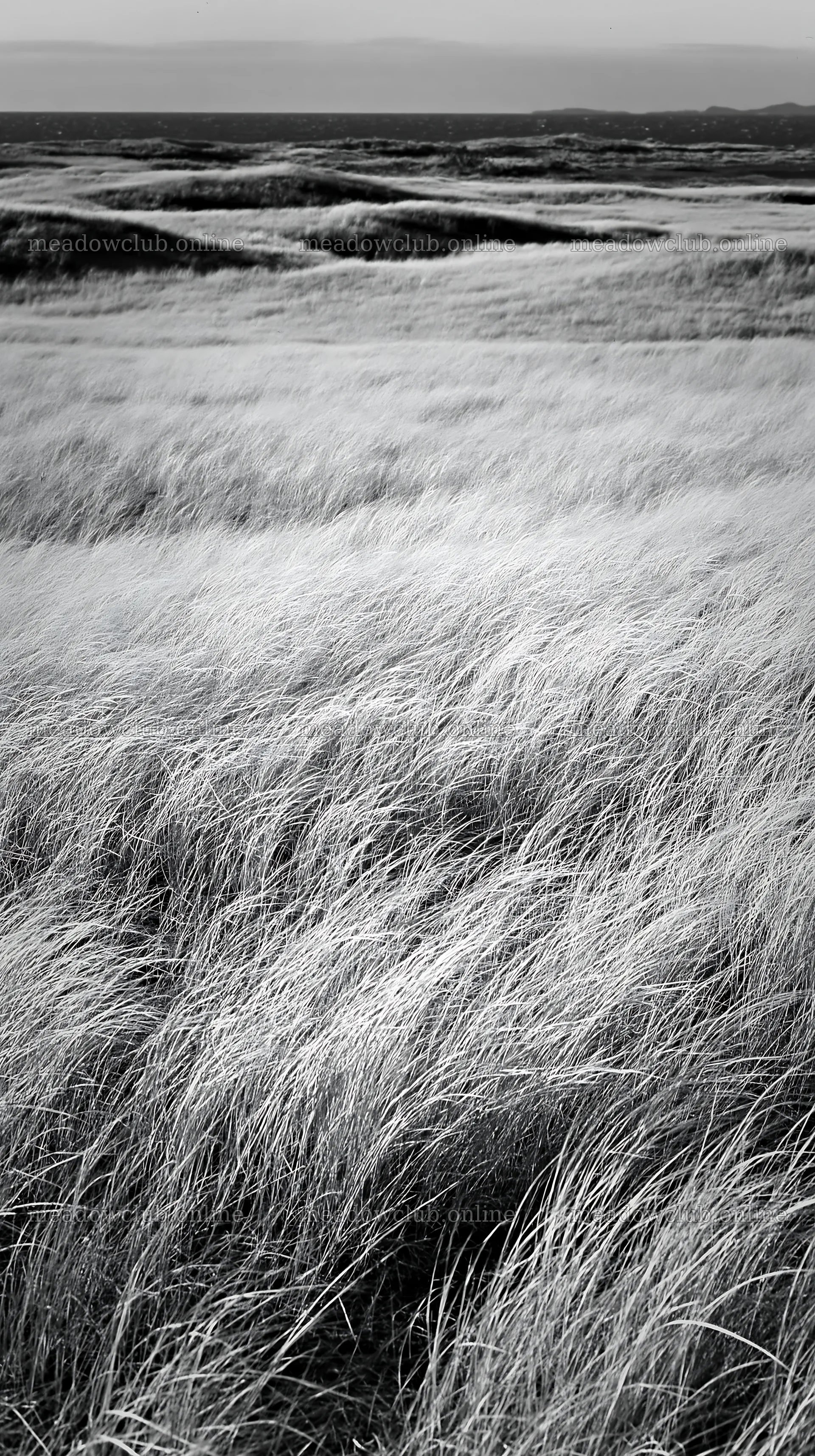 Tottori windy meadow with dune grasses – meadow photos 5938x10608