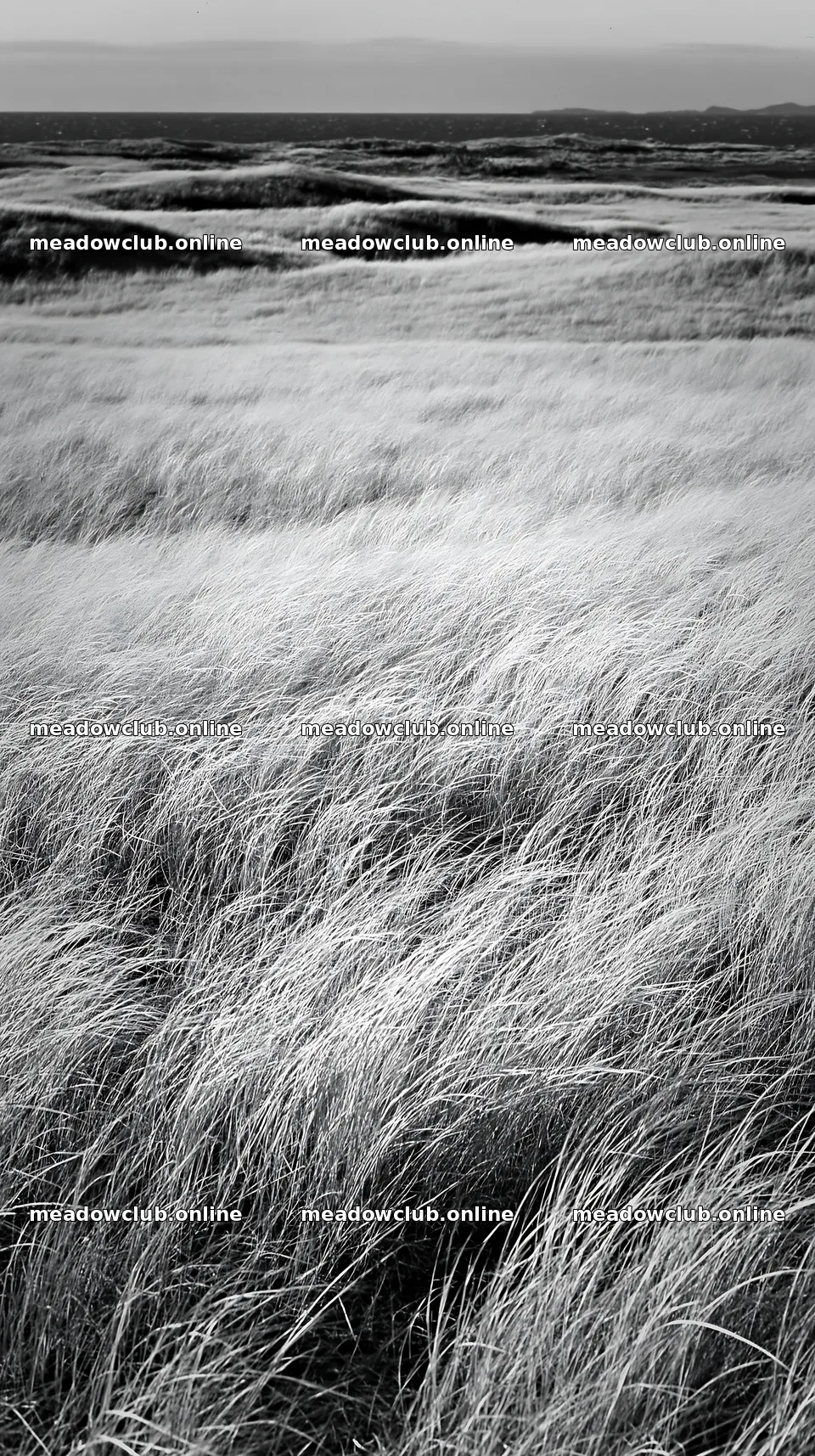 Tottori windy meadow with dune grasses – meadow photos 5938x10608