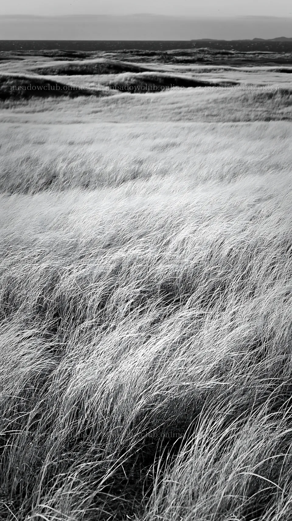 Tottori windy meadow with dune grasses – meadow photos 5938x10608