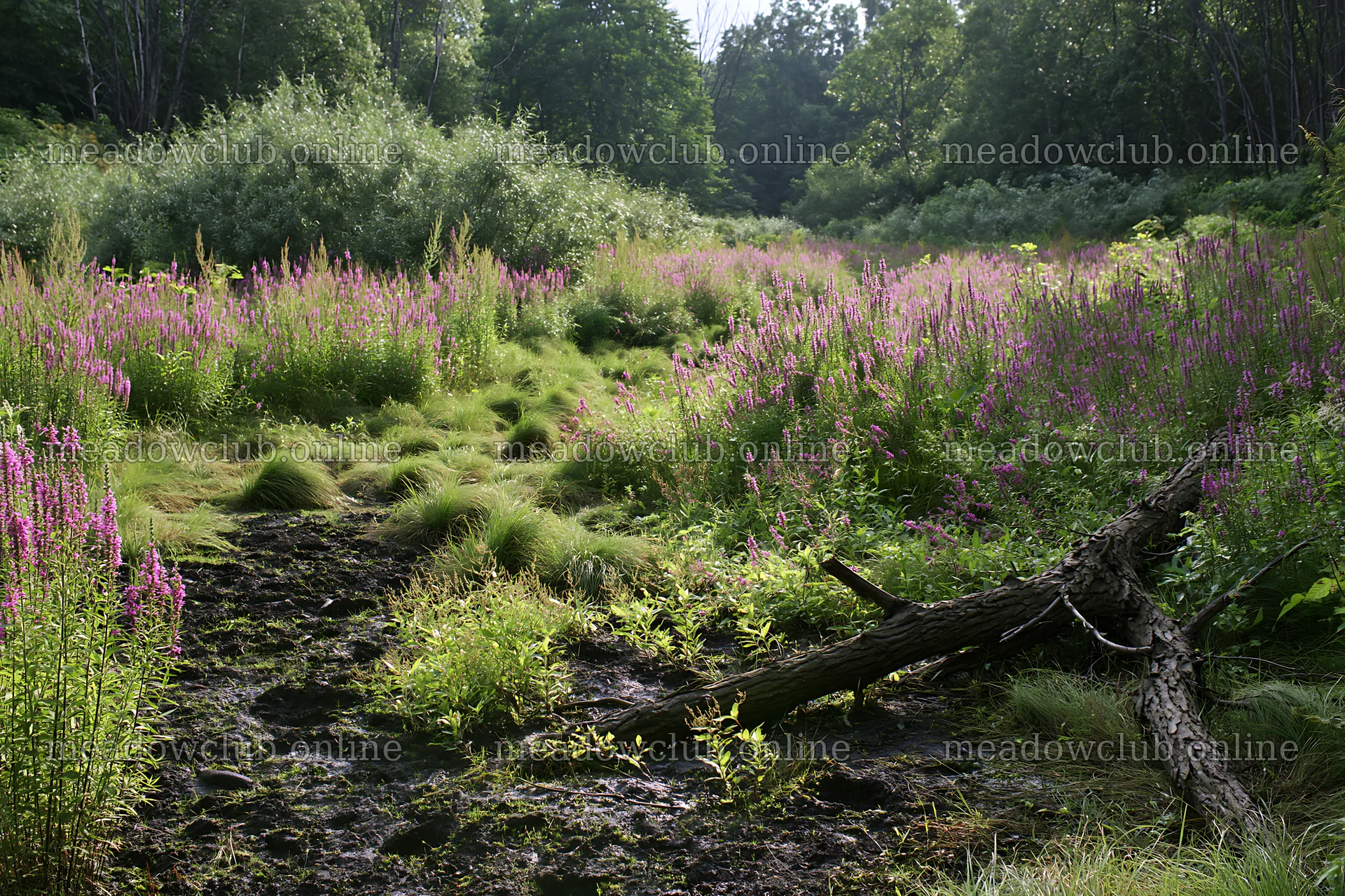 Yamagata rewilded meadow fallen branch foreground – meadow photos 9722x6480