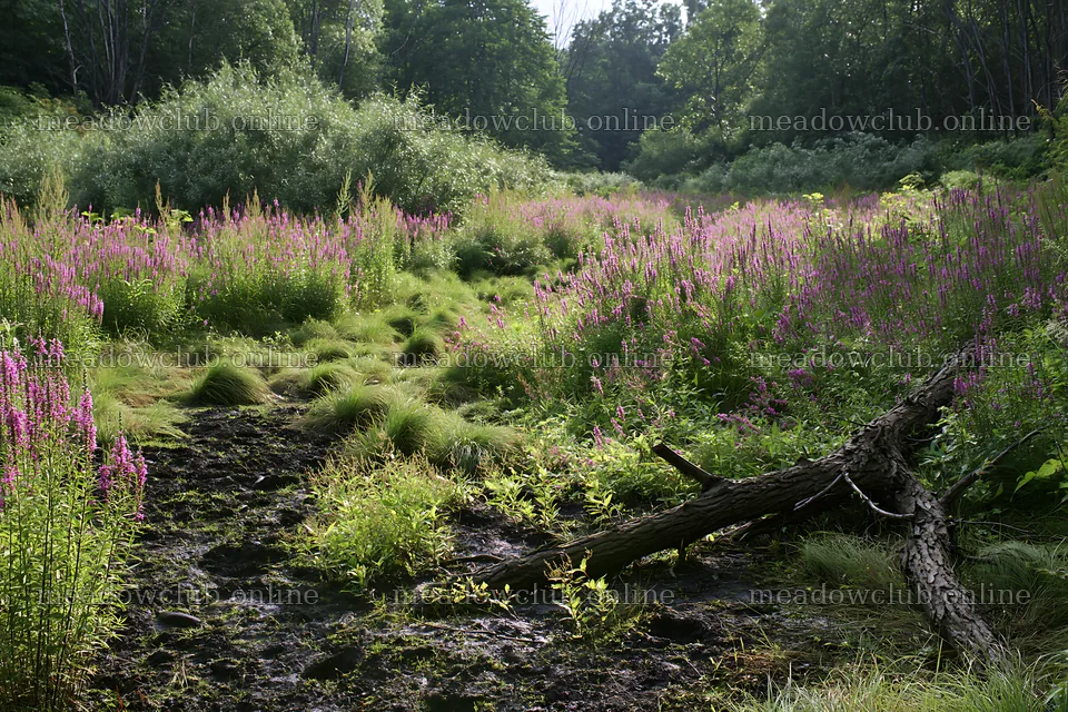 Yamagata rewilded meadow fallen branch foreground – meadow photos 9722x6480