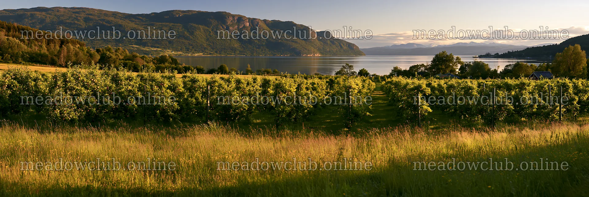 Fjord orchard meadow with green trees and water in the background – meadow photos 13690x4602