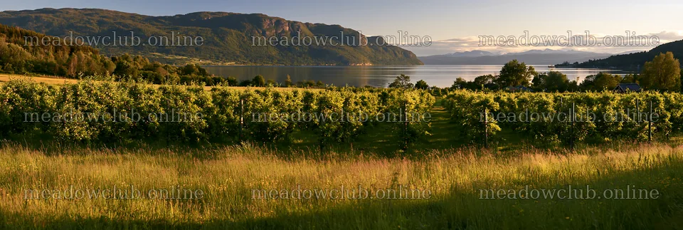 Fjord orchard meadow with green trees and water in the background – meadow photos 13690x4602