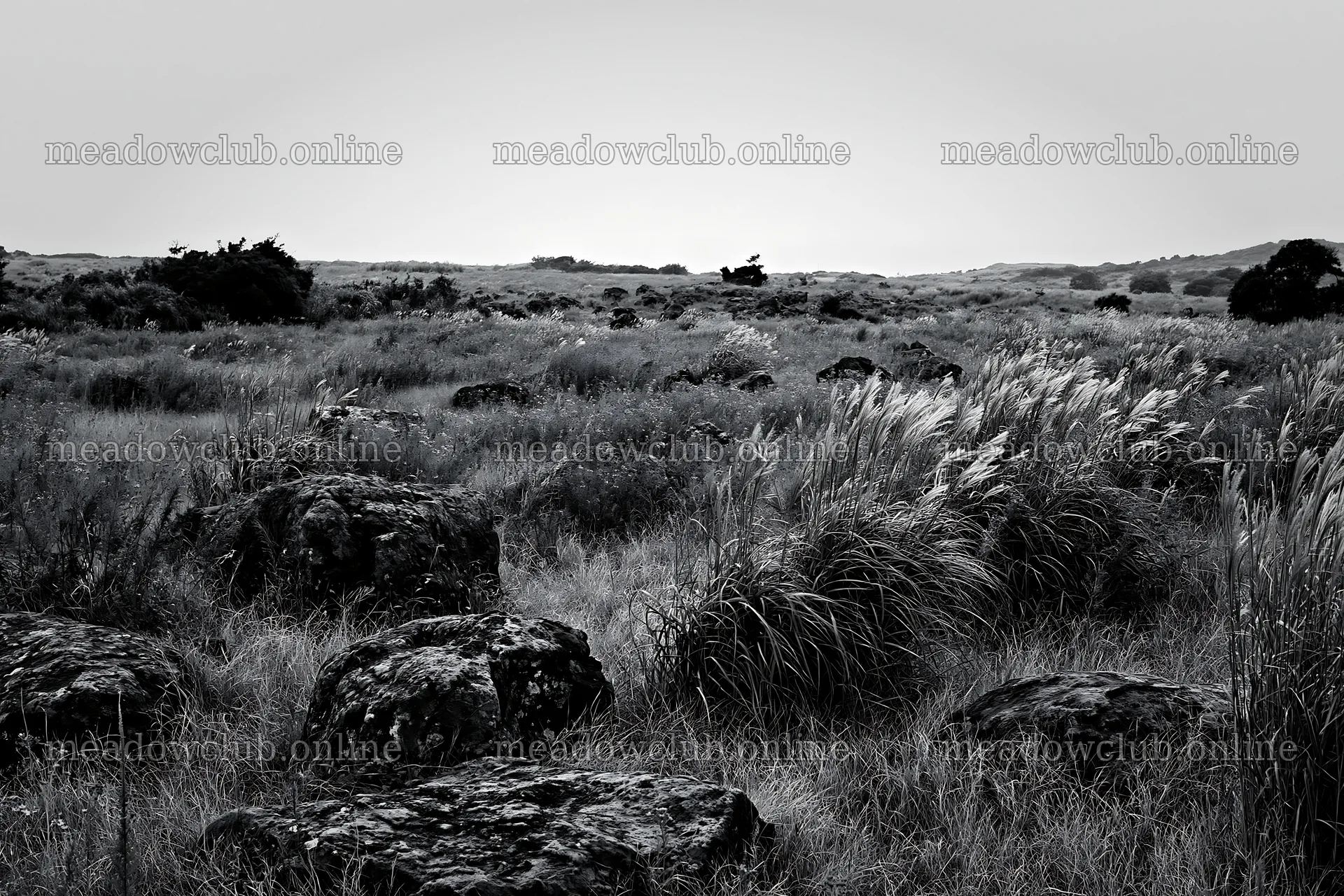Kanagawa heat resilient meadow volcanic stones in a grassy field – meadow photos 9722x6480