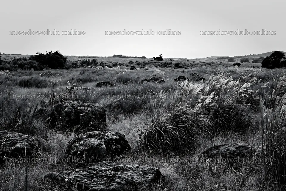 Kanagawa heat resilient meadow volcanic stones in a grassy field – meadow photos 9722x6480
