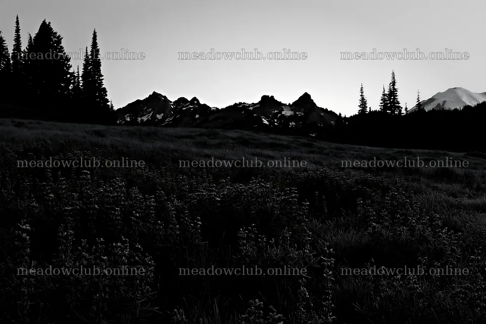 Mount Rainier wildflower meadow at sunrise – meadow photos 9722x6480