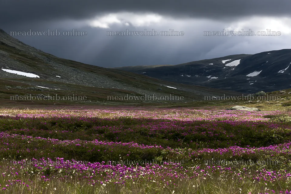 Jotunheimen valley meadow with sunbeams shining through clouds – meadow photos 9722x6480