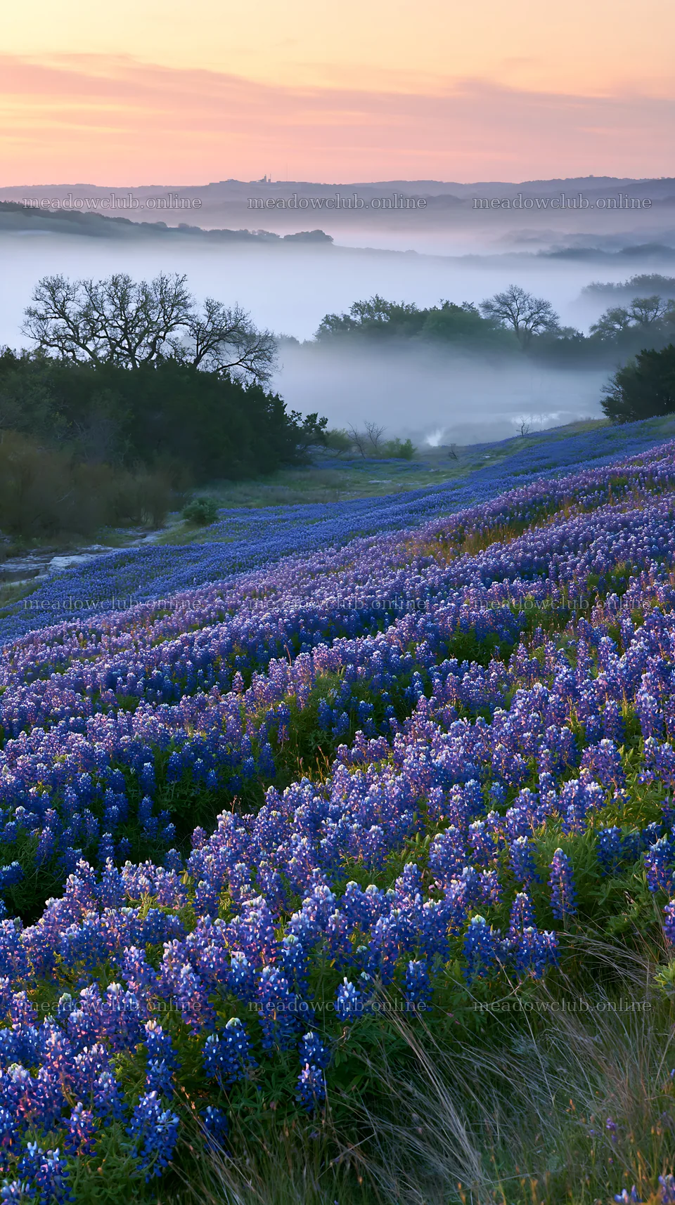 Bluebonnet meadow sunrise over misty hills – meadow photos 5938x10608