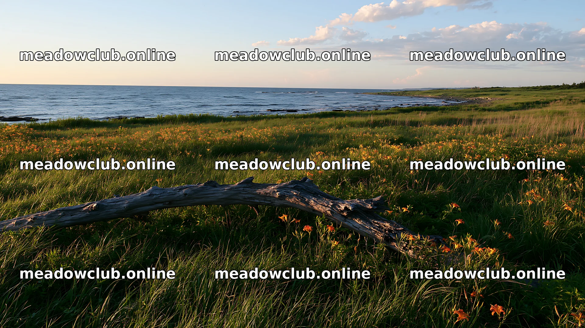 Chiba coastal climate meadow with driftwood in foreground – meadow photos 10608x5938